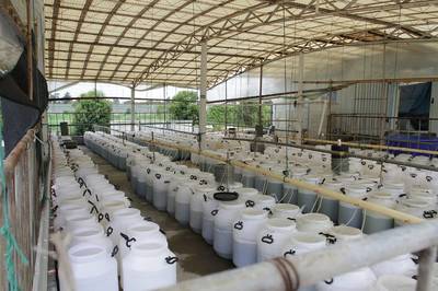 單體牡蠣海水養殖技術研發探析